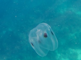 Spot-Winged Comb Jelly IMG 5514